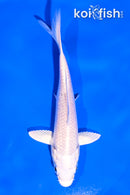 4.5" PLATINUM OGON