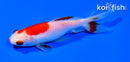 5.25" SARASA WAKIN GOLDFISH