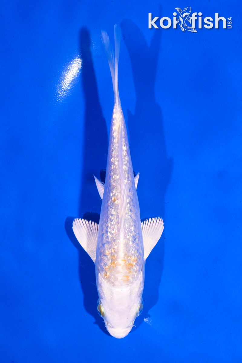 5" GINRIN LEMON HARIWAKE