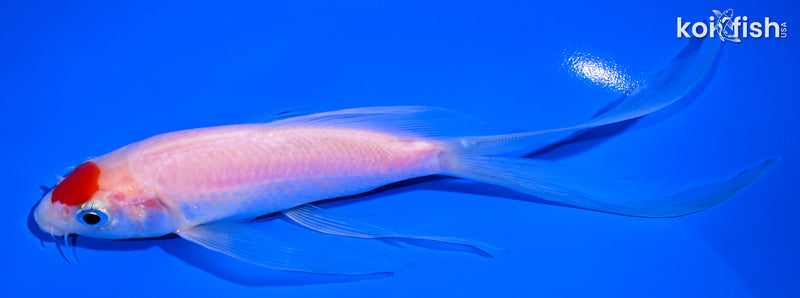 6.5" TANCHO KOHAKU BUTTERFLY