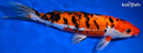11" DOITSU AKA SANKE