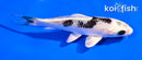 5" GINGA