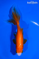 5.25" WATONAI GOLDFISH