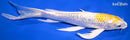 9.75" GINRIN LEMON HARIWAKE BUTTERFLY