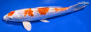 8.5" GINRIN MATUTEN HARIWAKE