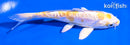 5" DOITSU LEMON HARIWAKE