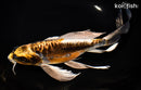 10.25" KIN KIKOKURYU BUTTERFLY