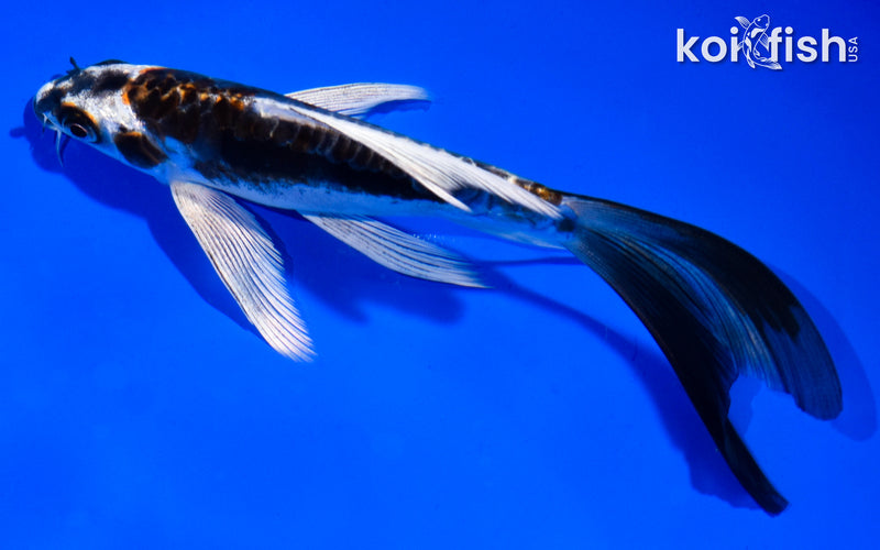 6" KIN KIKOKURYU BUTTERFLY