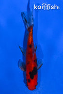 4.5" WAKIN GOLDFISH