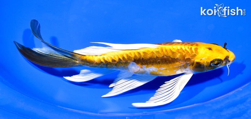 8.5" KIN KIKOKURYU BUTTERFLY