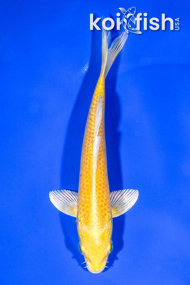 6.5" YAMABUKI OGON