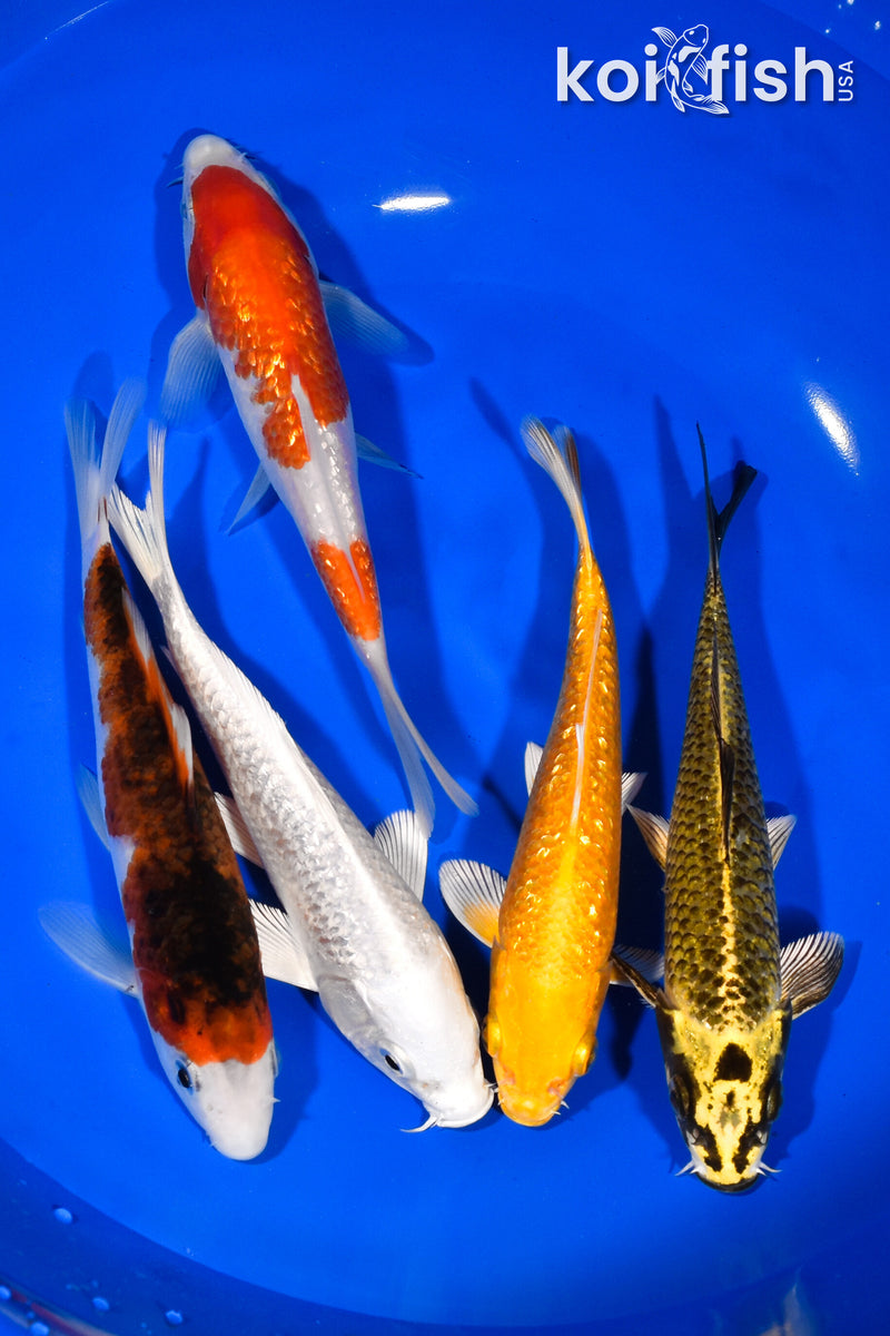 PACK OF (5) 5.75"-6.25" STANDARD KOI