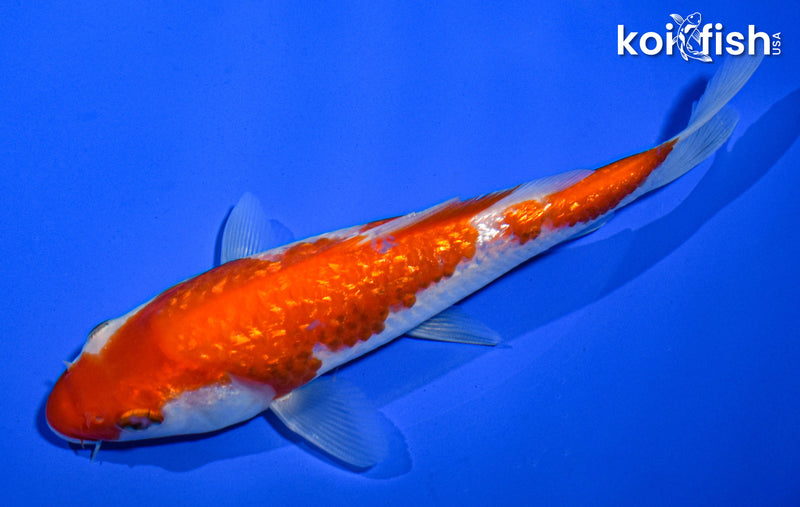 5.5" GINRIN KOHAKU