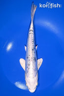 9.5" DOITSU GIN MATSUBA