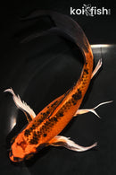 7.75" ORENJI MATSUBA BUTTERFLY