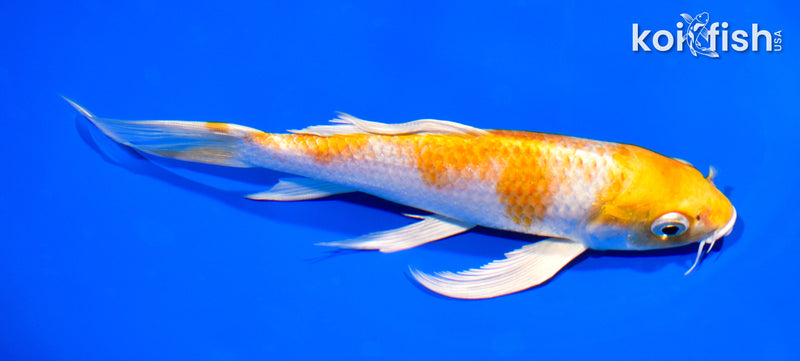 Butterfly Koi for Sale | Buy Butterfly Koi Online | Koi Fish