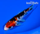 5.75" SANKE