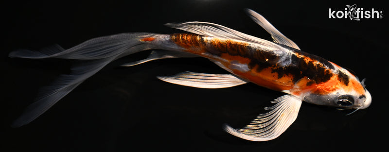 6.25" BENI KIKOKURYU BUTTERFLY