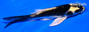 5" KABUTO BUTTERFLY