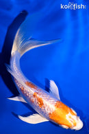 5.5" GINRIN HARIWAKE BUTTERFLY