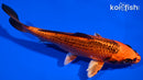 6.25" KIN ORENJI MATSUBA