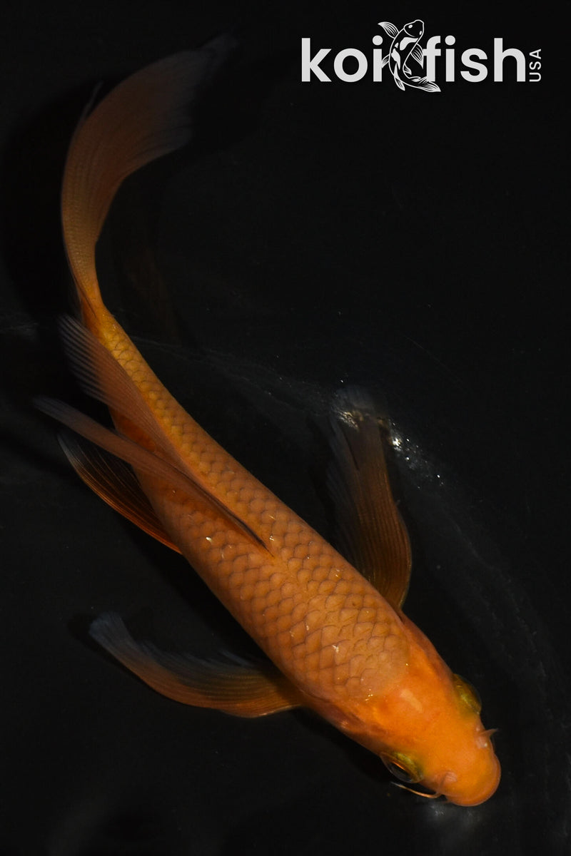 5.5" CHAGOI BUTTERFLY