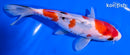 6.5" SANKE