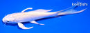 6" PLATINUM OGON BUTTERFLY