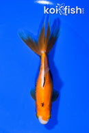 5.25" WAKIN GOLDFISH