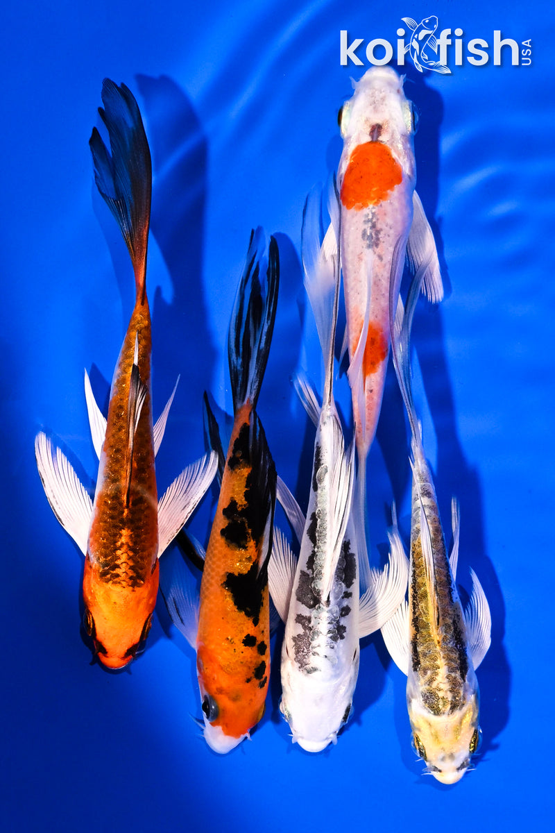 PACK OF (5) 4-5.5" BUTTERFLY KOI