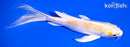 5.75" LEMON HARIWAKE BUTTERFLY