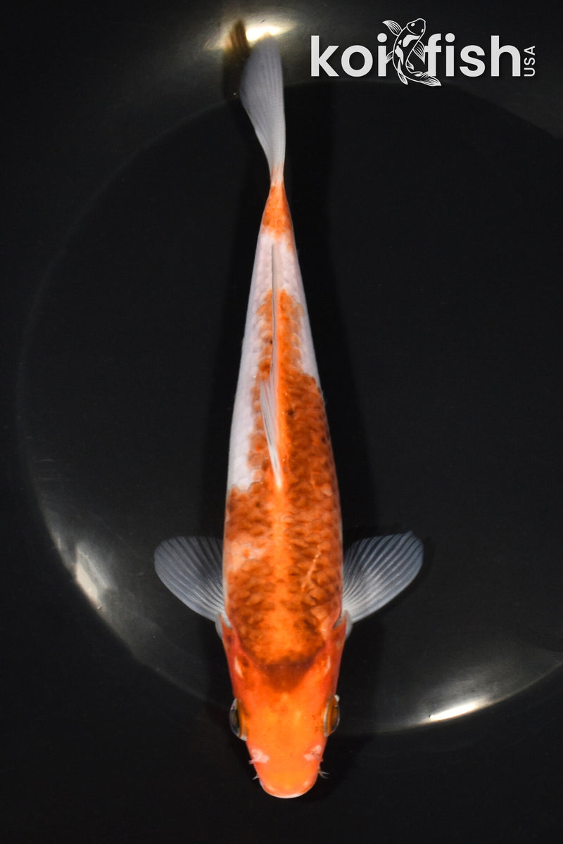 6.75" GOROMO
