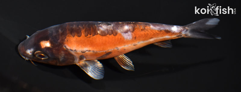 5.25" HI SHUSUI