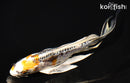 7.5" BENI KIKOKURYU BUTTERFLY