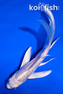 4.5" DOITSU PLATINUM OGON BUTTERFLY
