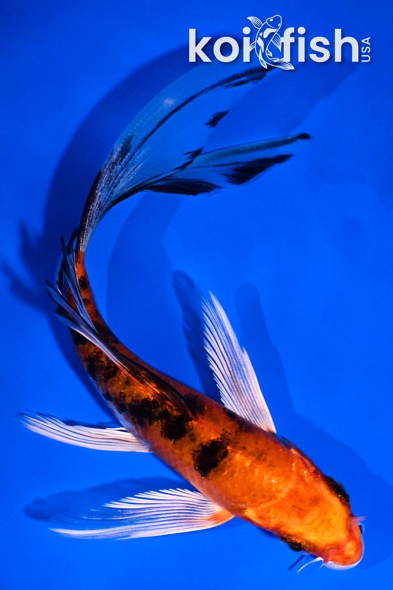 6" YAMATO NISHIKI BUTTERFLY