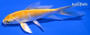 5" YAMABUKI OGON BUTTERFLY