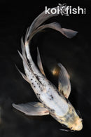 8.25" MATSUKAWABAKE BUTTERFLY