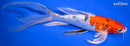 9.75" YAMATO NISHIKI BUTTERFLY