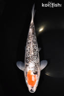 11" BENI MATSUKAWABAKE