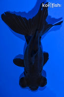 4.75" TELESCOPE FANTAIL GOLDFISH