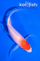 5" KOHAKU BUTTERFLY