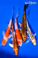 PACK OF (5) 4-5" STANDARD KOI