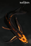 8.25" BENI KIKOKURYU BUTTERFLY