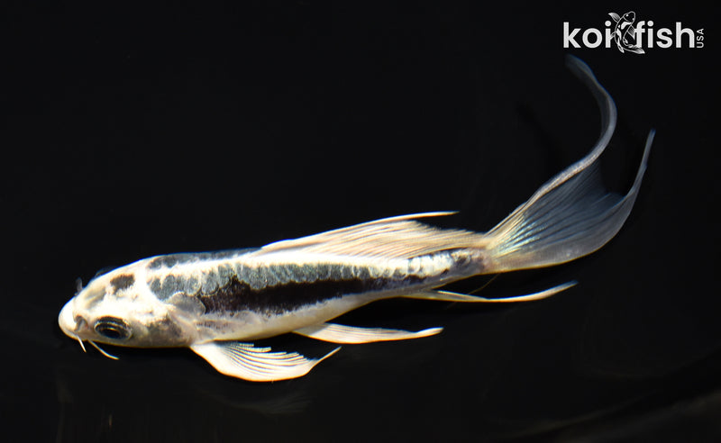 6" KIKOKURYU BUTTERFLY