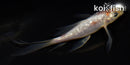 4.5" GINRIN OCHIBA SHIGURE BUTTERFLY