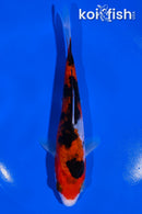 6.25" SANKE