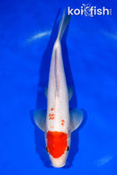 11" MARUTEN KOHAKU