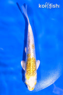 5" GINRIN LEMON HARIWAKE