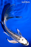 5.5" GINRIN GIN MATSUBA BUTTERFLY